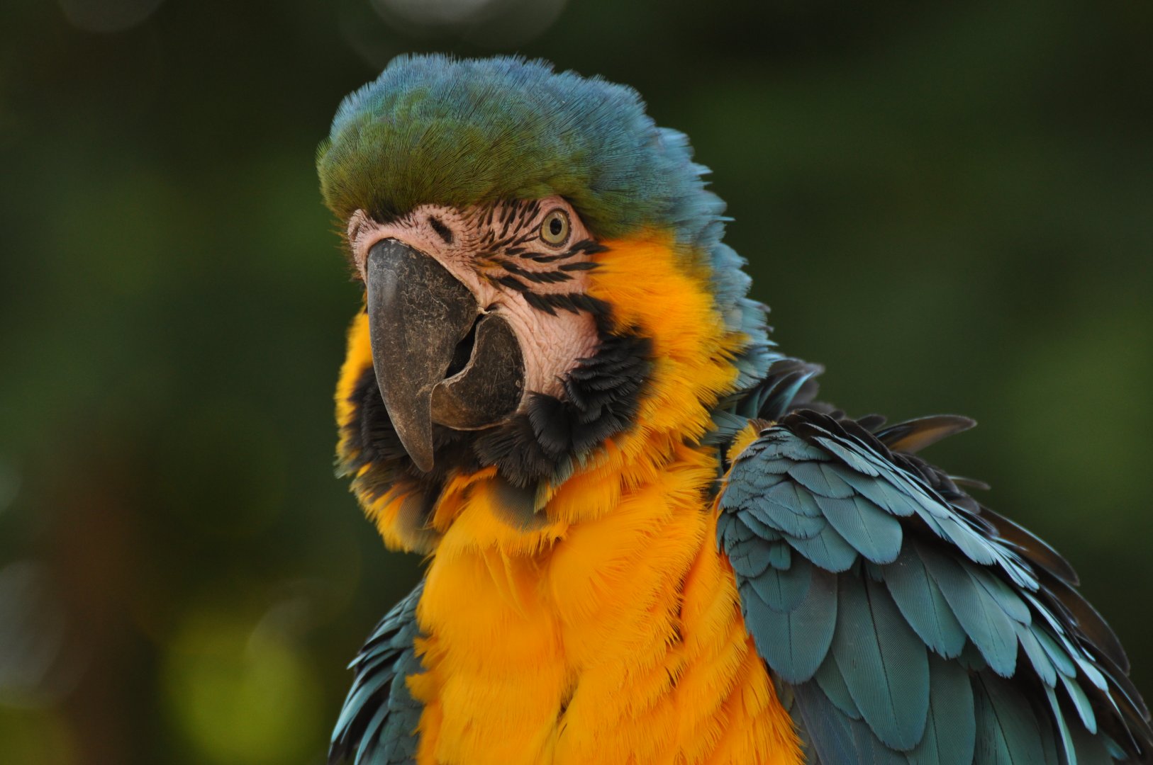 Blue-and-yellow macaw (Ara ararauna)