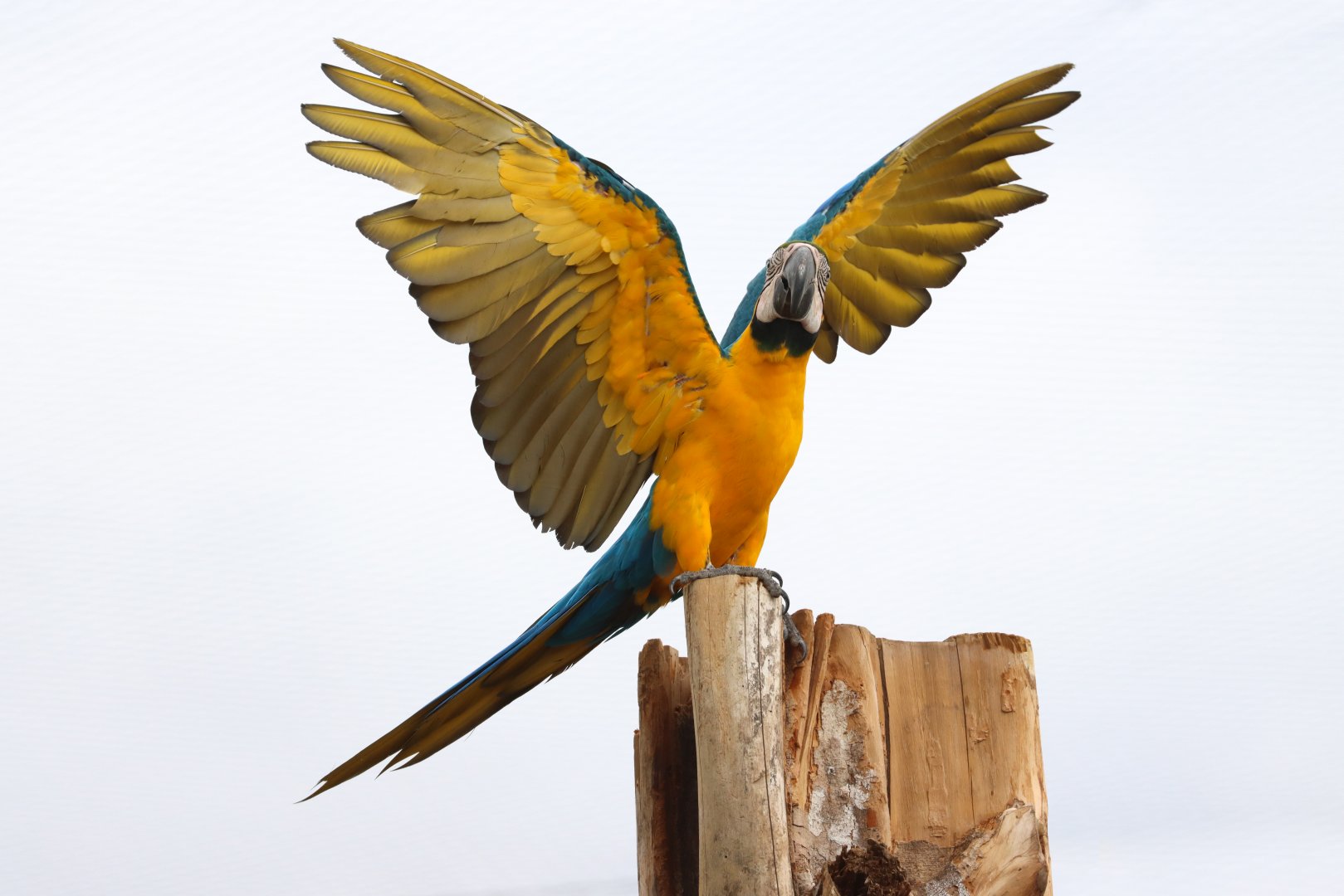 Blue-and-yellow macaw (Ara ararauna)
