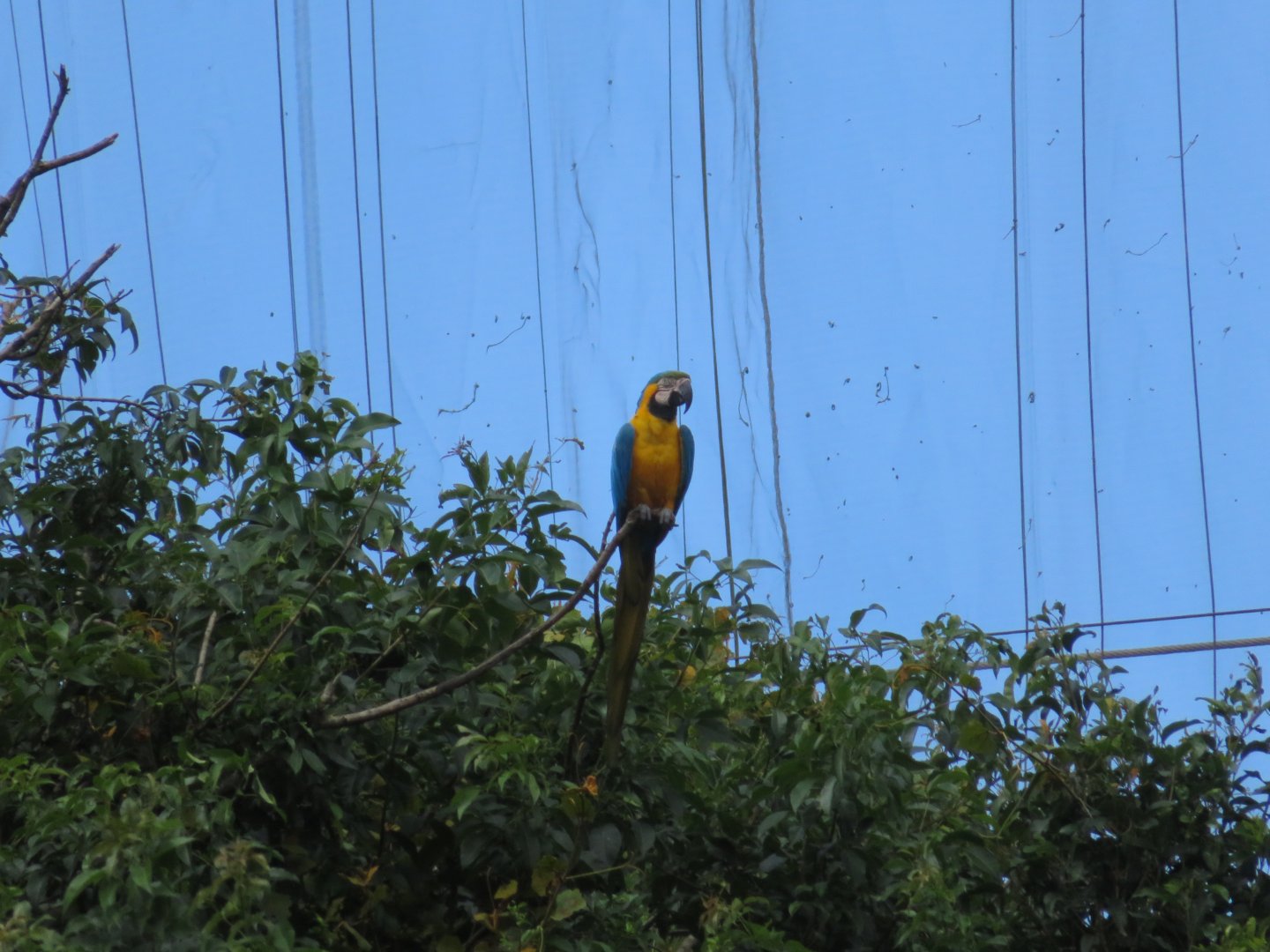 Blue-and-Yellow Macaw (Ara ararauna)