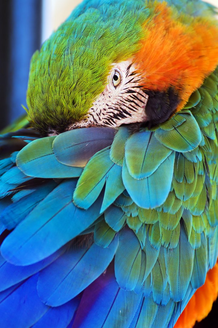 Blue-and-yellow macaw (Ara ararauna)