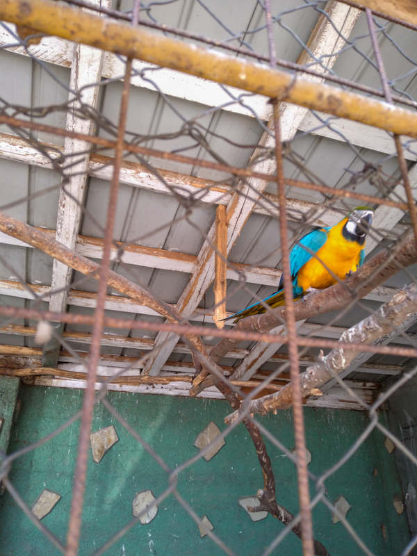 Blue-and-yellow macaw (Ara ararauna)