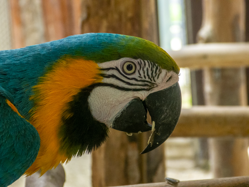 Blue-and-yellow macaw (Ara ararauna)