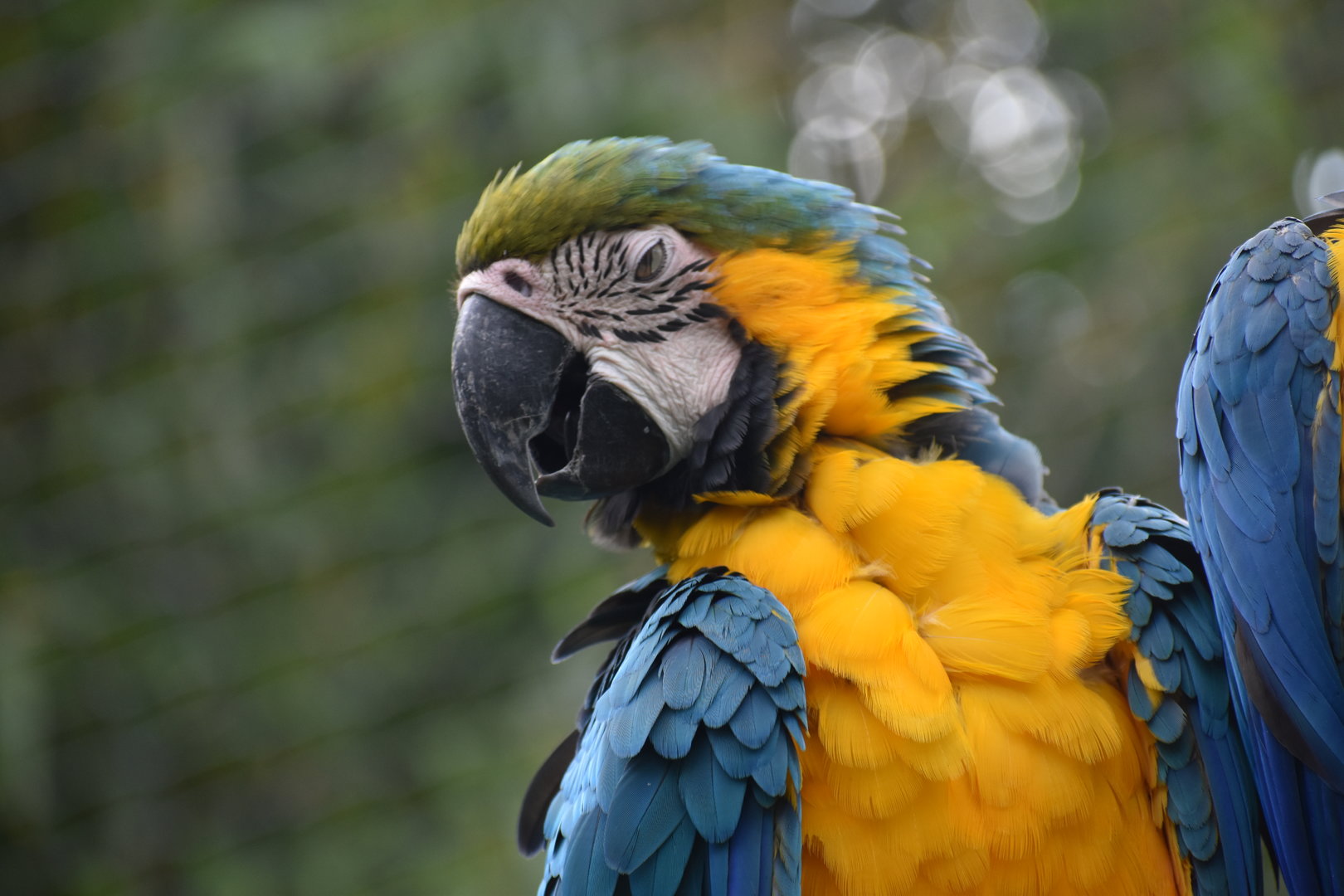 Blue-and-yellow Macaw - Ara ararauna