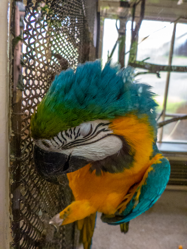 Blue-and-yellow macaw (Ara ararauna)