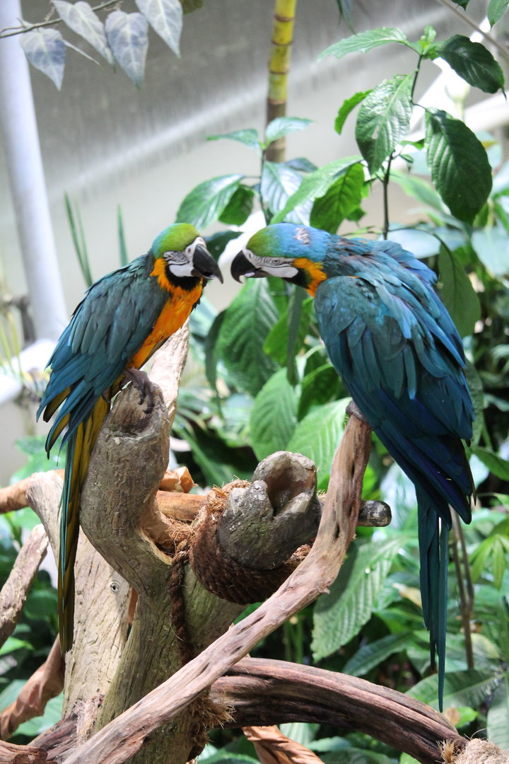 Blue-and-yellow macaw (Ara ararauna)