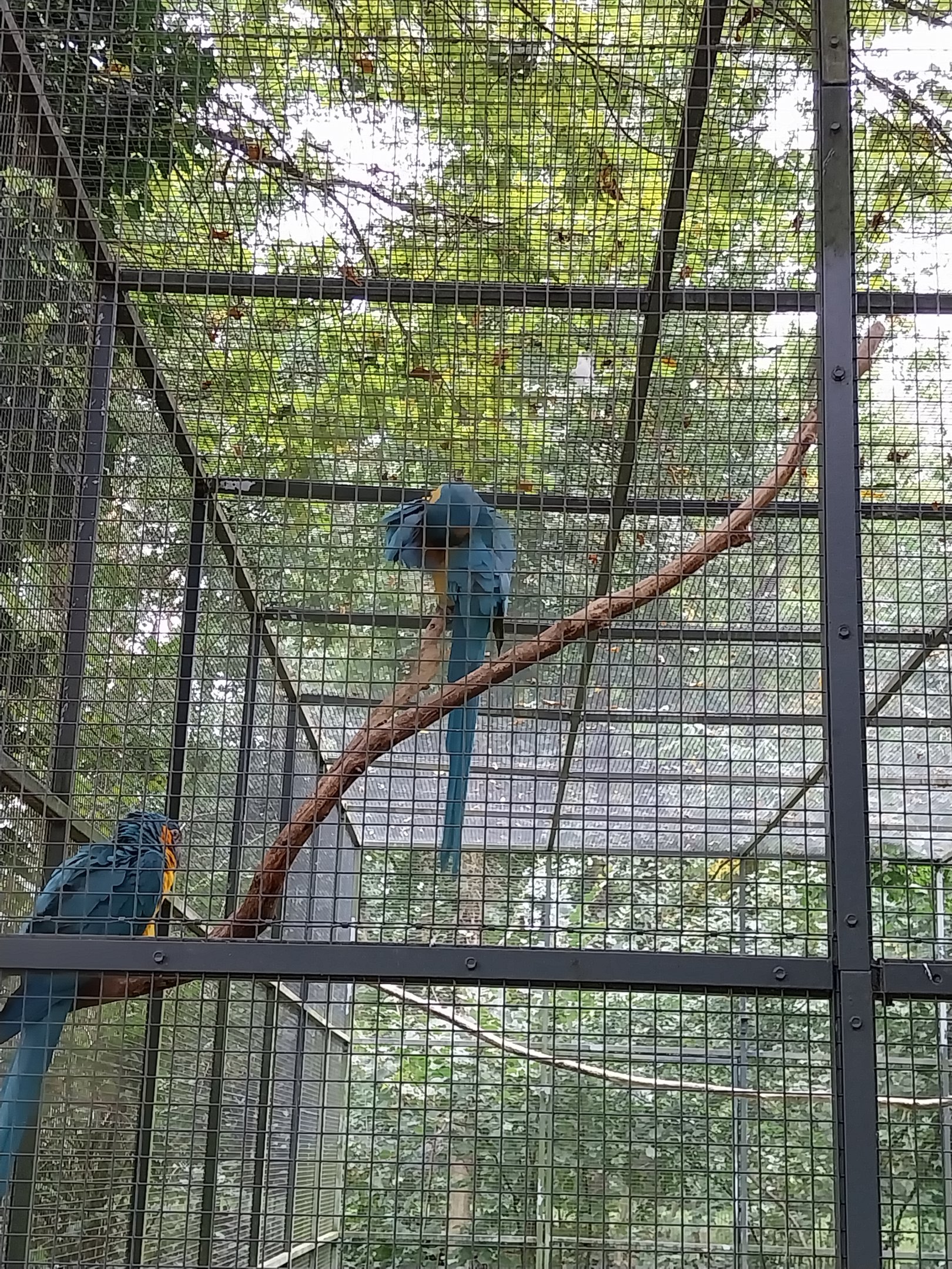 Blue-and-yellow Macaw (Ara ararauna)