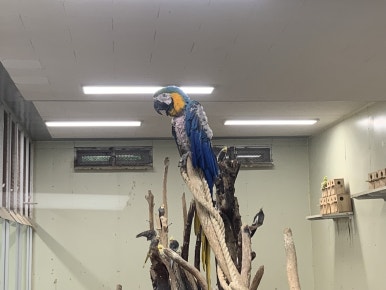 Blue-and-yellow macaw (Ara ararauna)