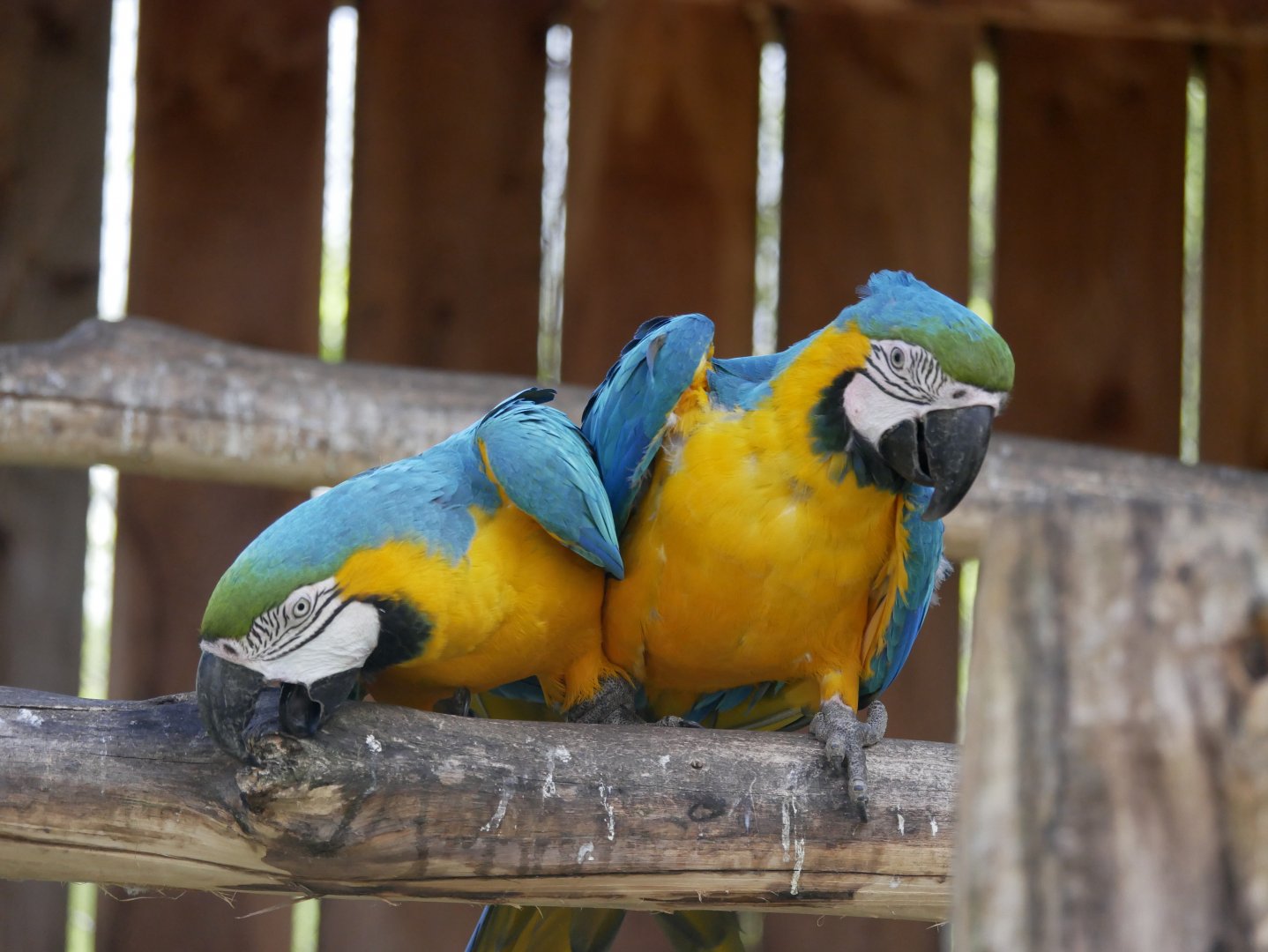 Blue-and-yellow macaw (Ara ararauna)