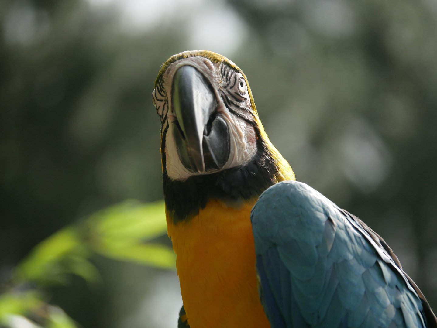 Blue-and-yellow macaw (Ara ararauna)