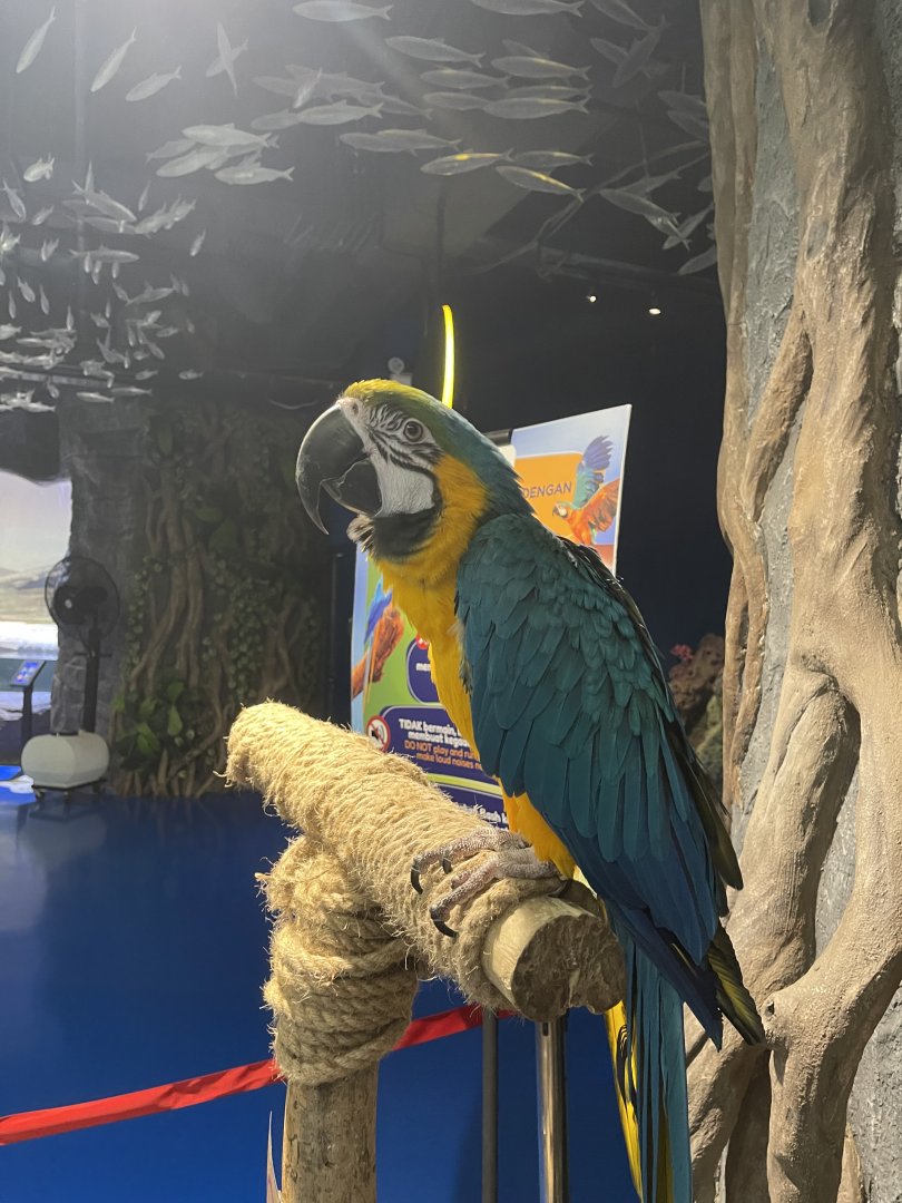 blue-and-yellow macaw (ara ararauna)