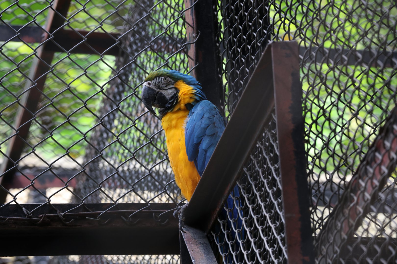 Blue-and-yellow macaw (Ara ararauna)