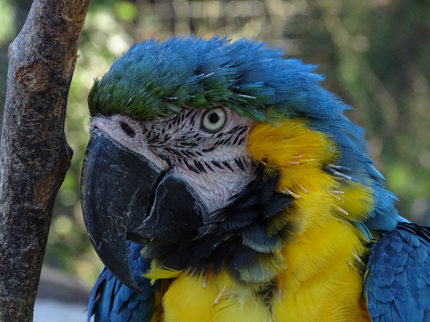 Blue-and-yellow macaw (Ara ararauna)
