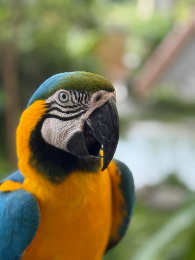 Blue-and-yellow Macaw (Ara ararauna)