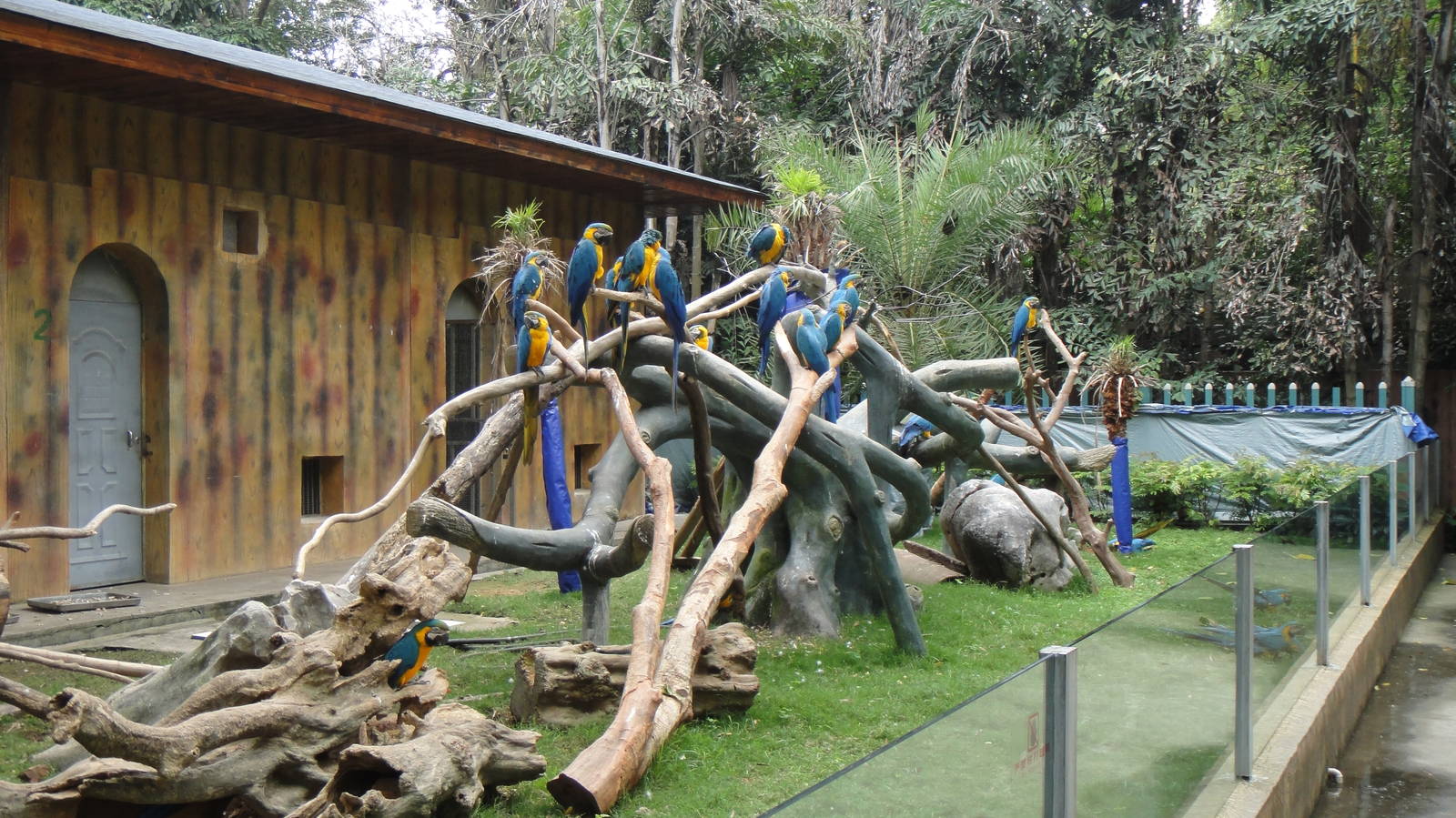 Blue-and-yellow macaw at Nanning zoo 2013-4-27