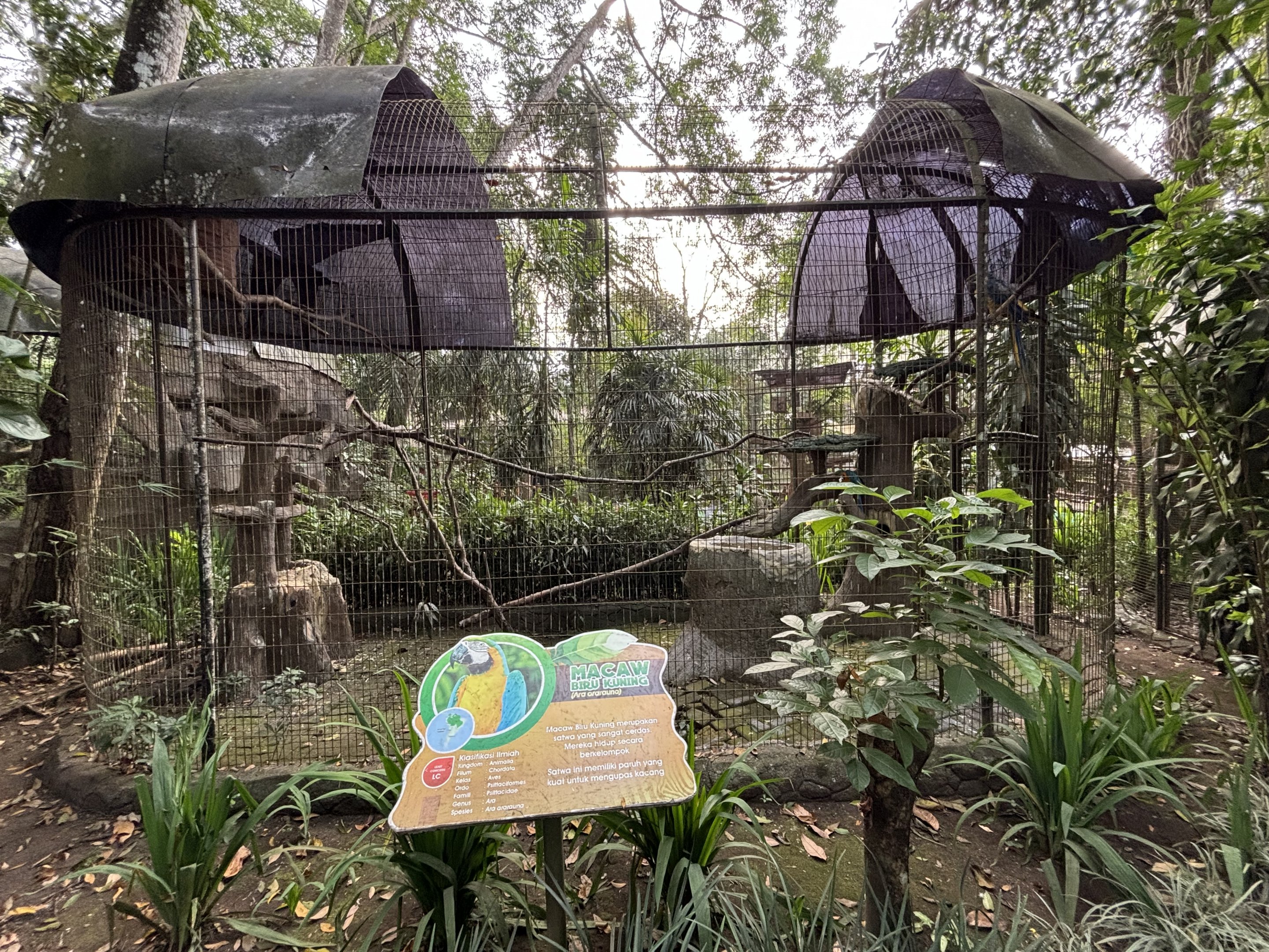 Blue-and-yellow Macaw Aviary #1 - Bird Forest