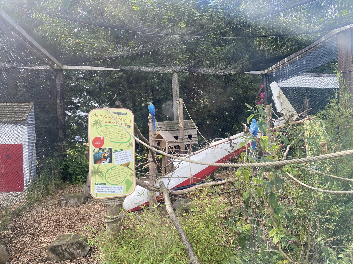 Blue and yellow macaw aviary 150723