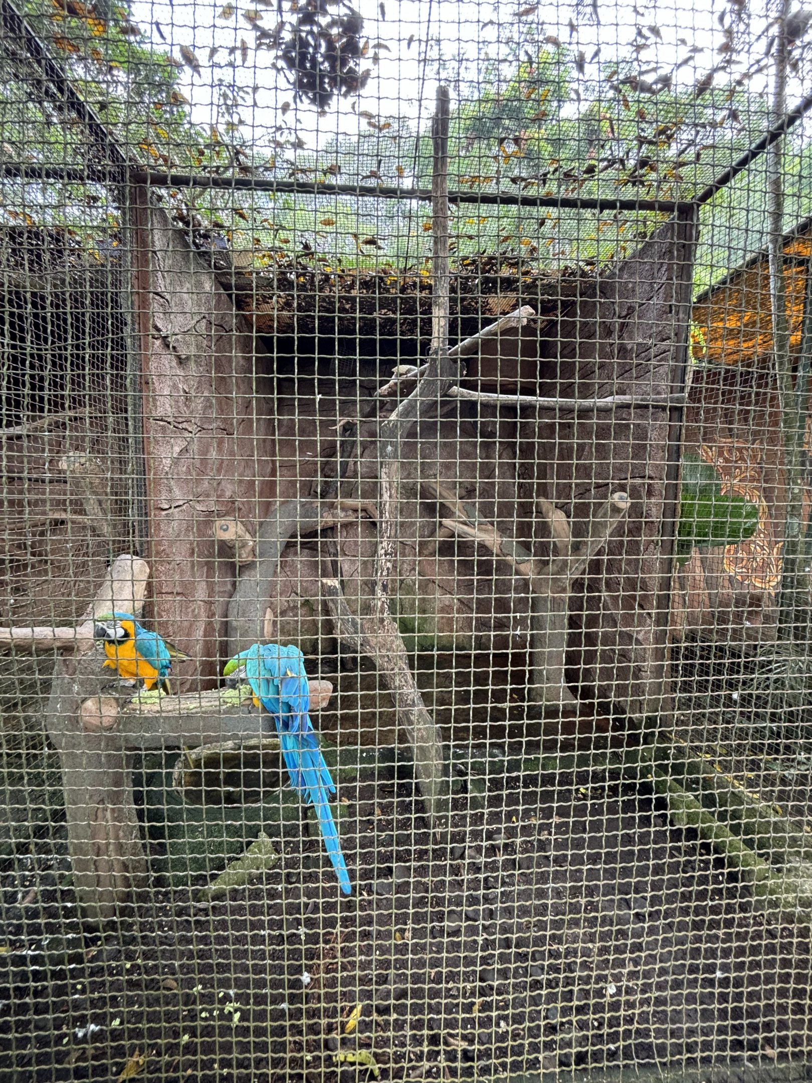 Blue-and-yellow Macaw Aviary #2
