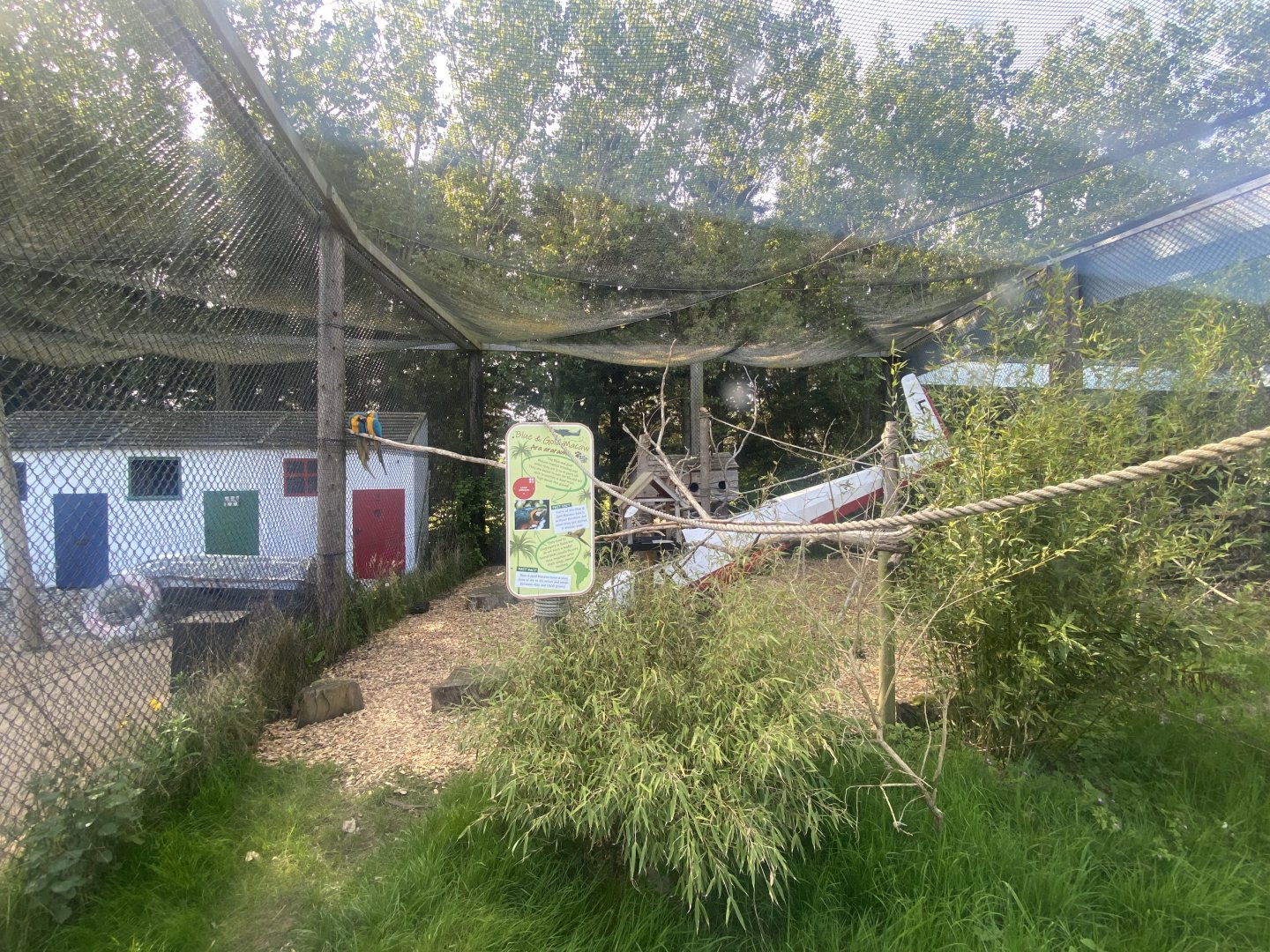 Blue and yellow macaw aviary 280425