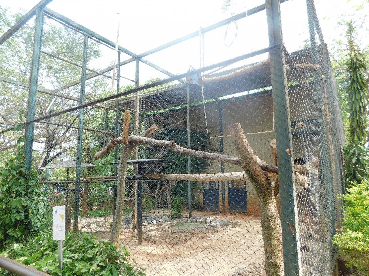 Blue-and-yellow-macaw aviary - Brasilia zoo