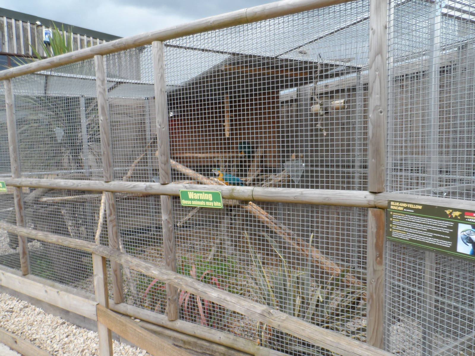 Blue-and-yellow Macaw Aviary