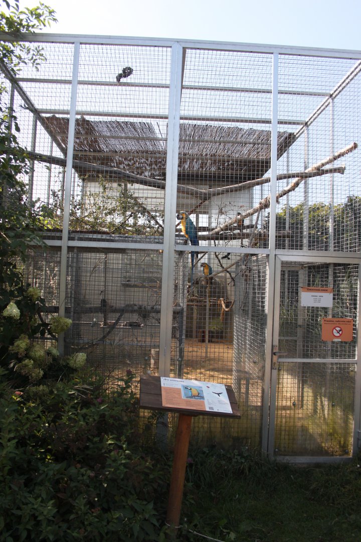 Blue and yellow macaw aviary