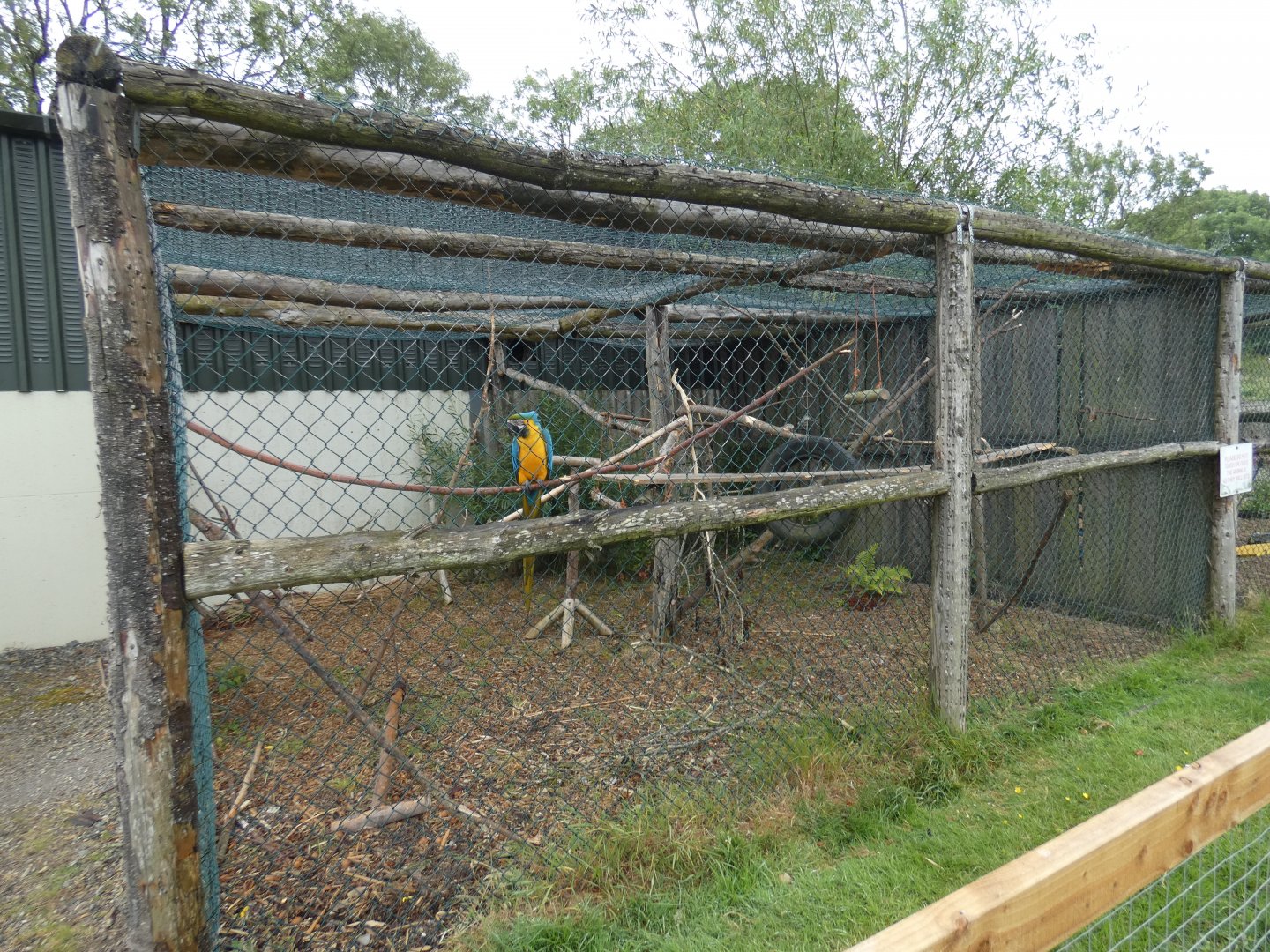 Blue-and-yellow macaw aviary