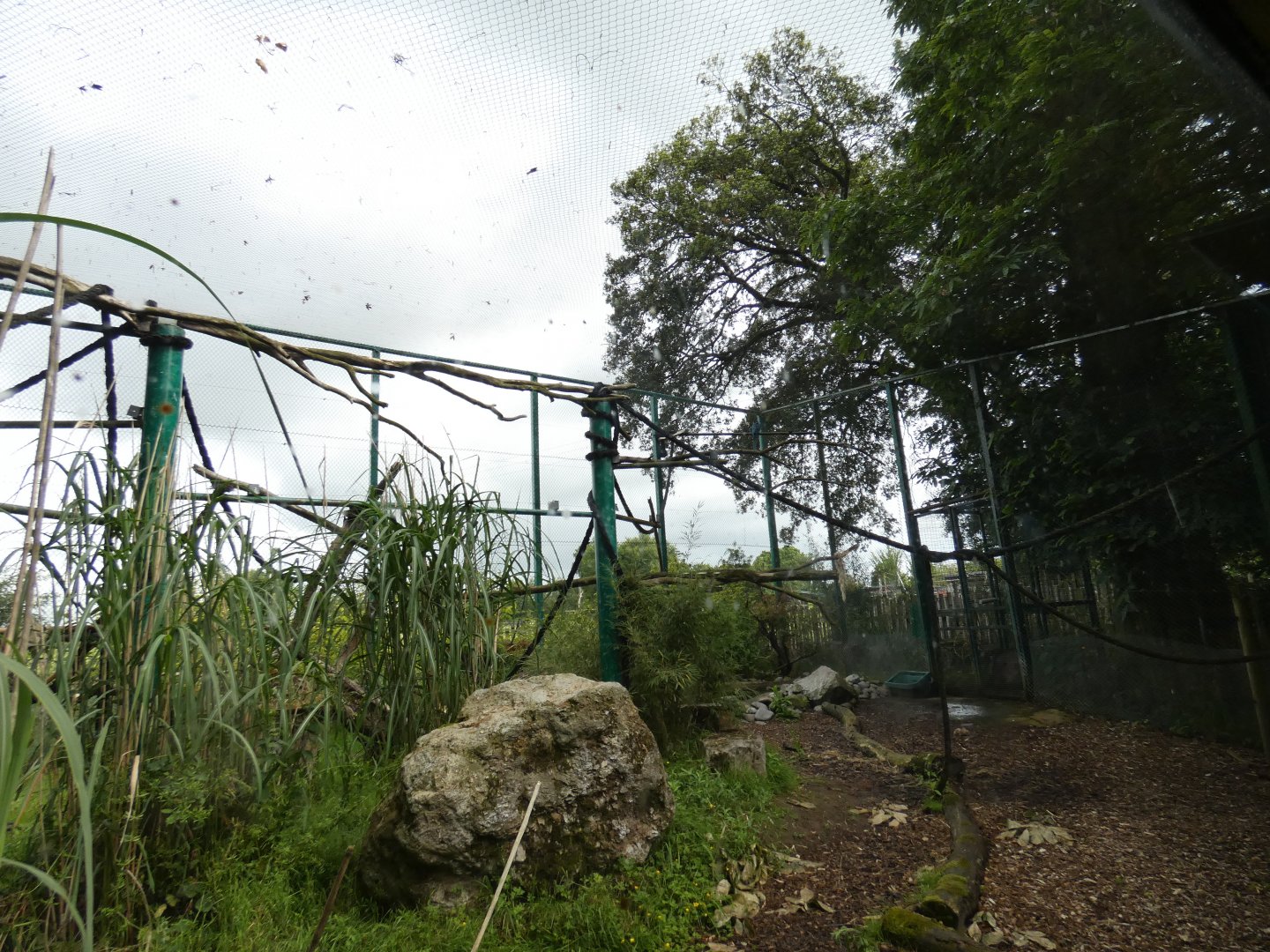 Blue-and-yellow macaw aviary