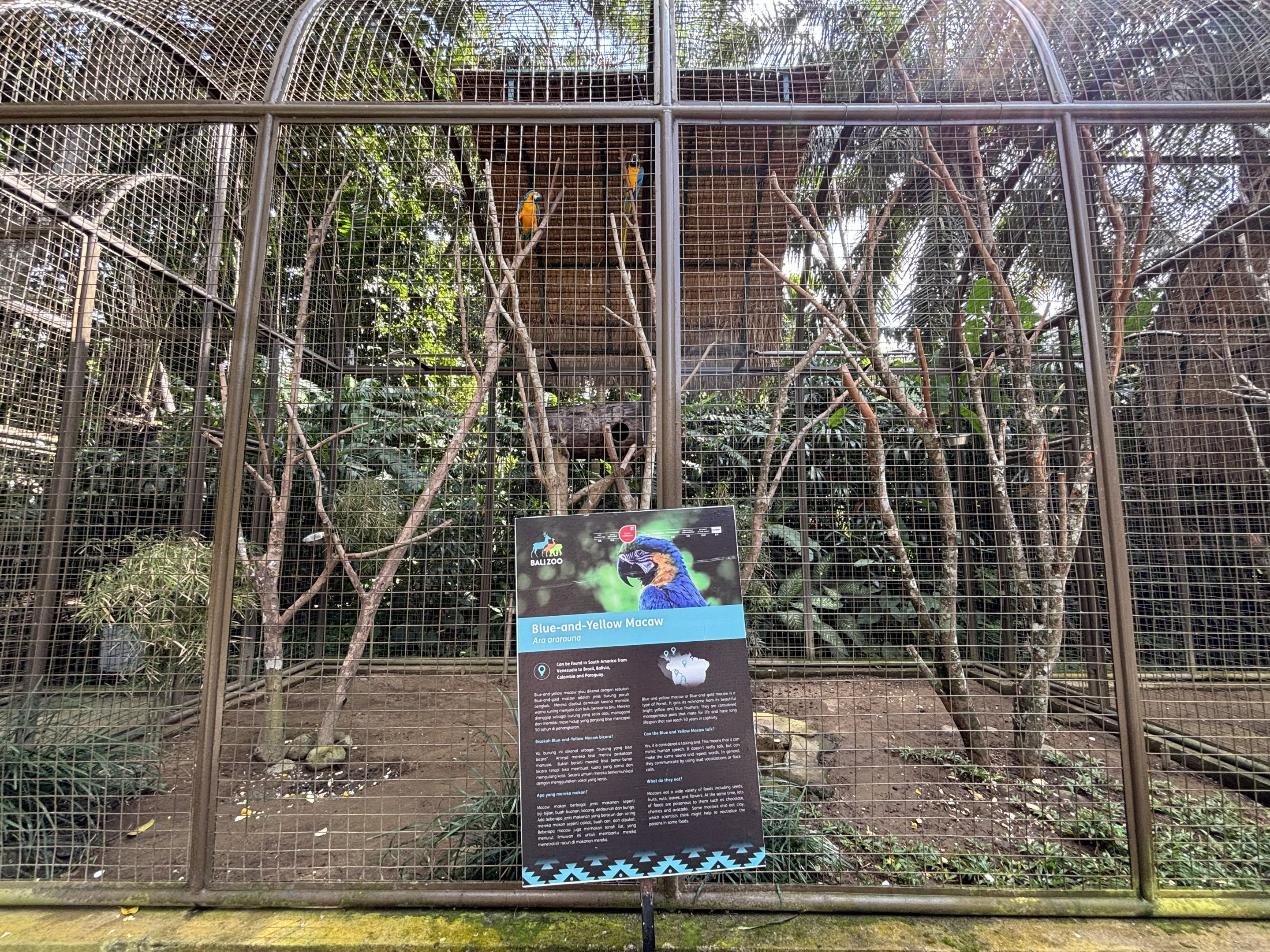 Blue-and-Yellow Macaw Aviary