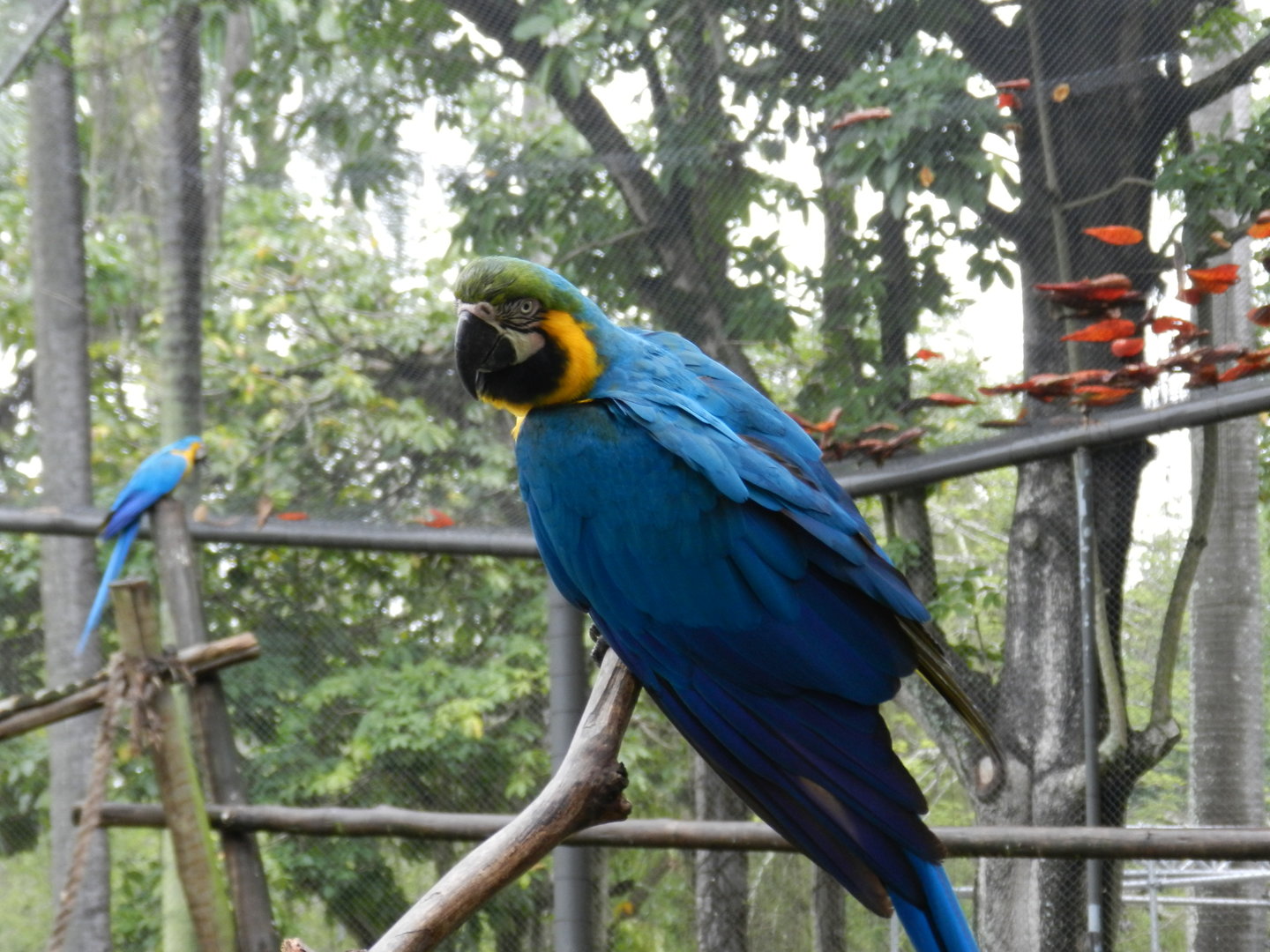 Blue-and-yellow macaw - Bioparque do Rio