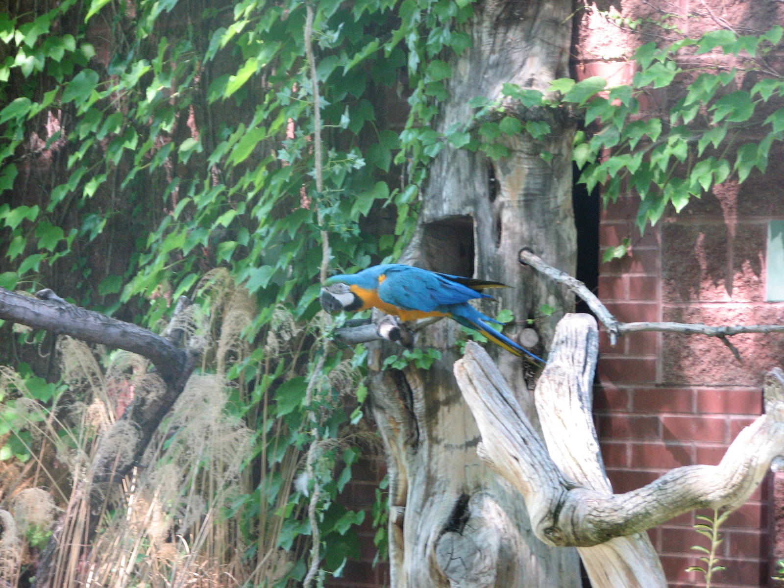 Blue and Yellow Macaw - Bird Show