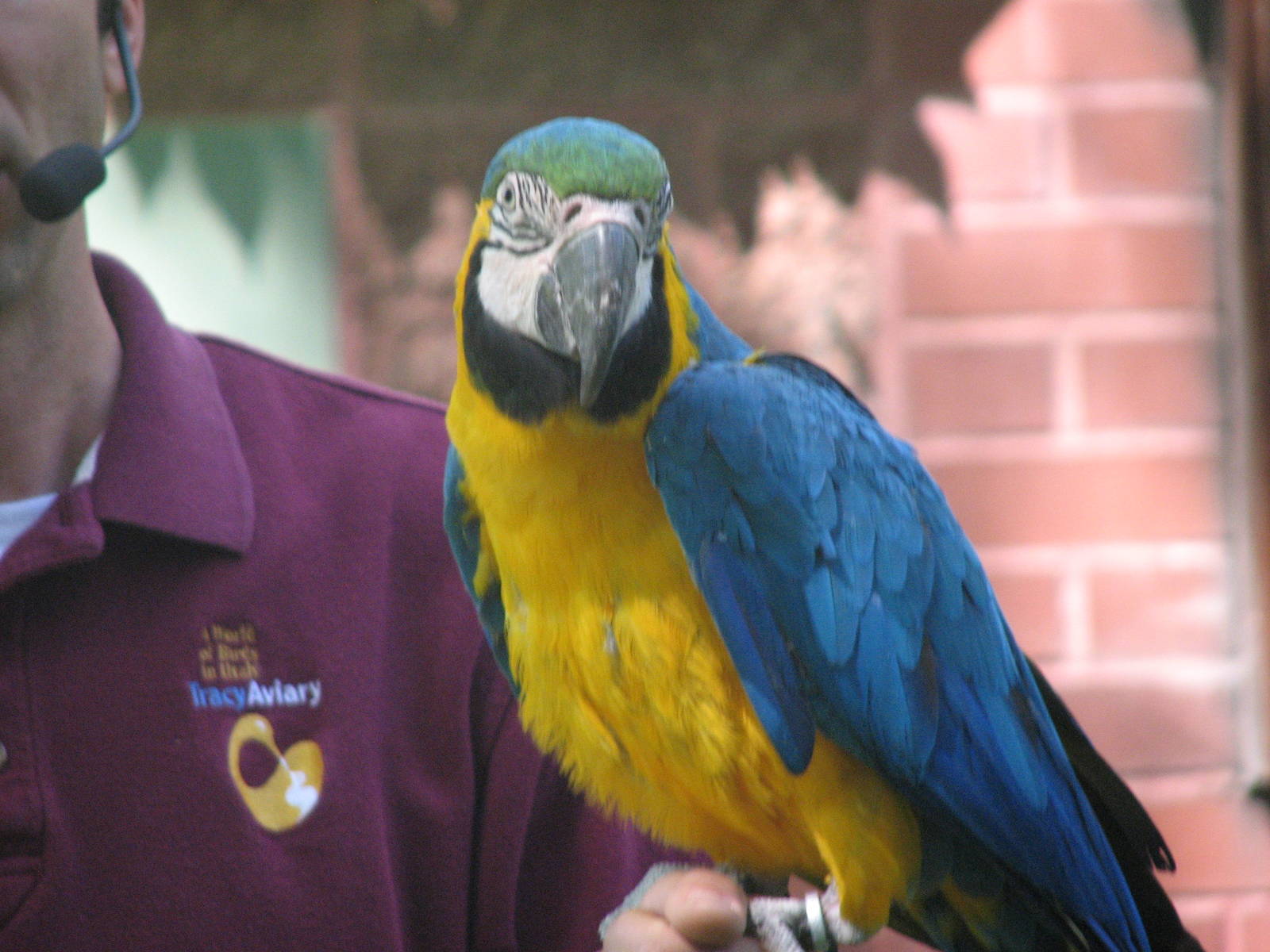 Blue and Yellow Macaw - Bird Show