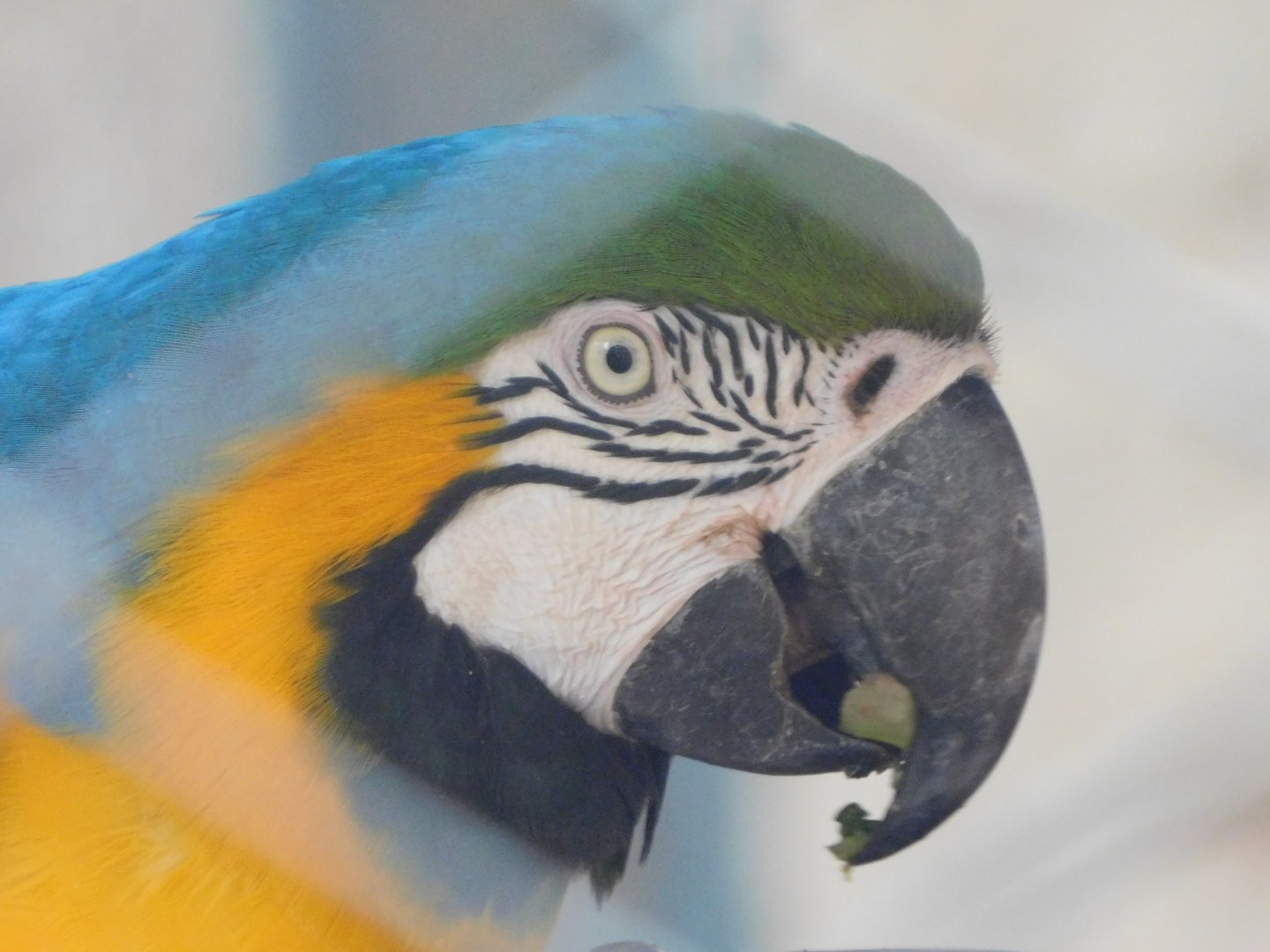 Blue-and-yellow-macaw - Brasilia zoo