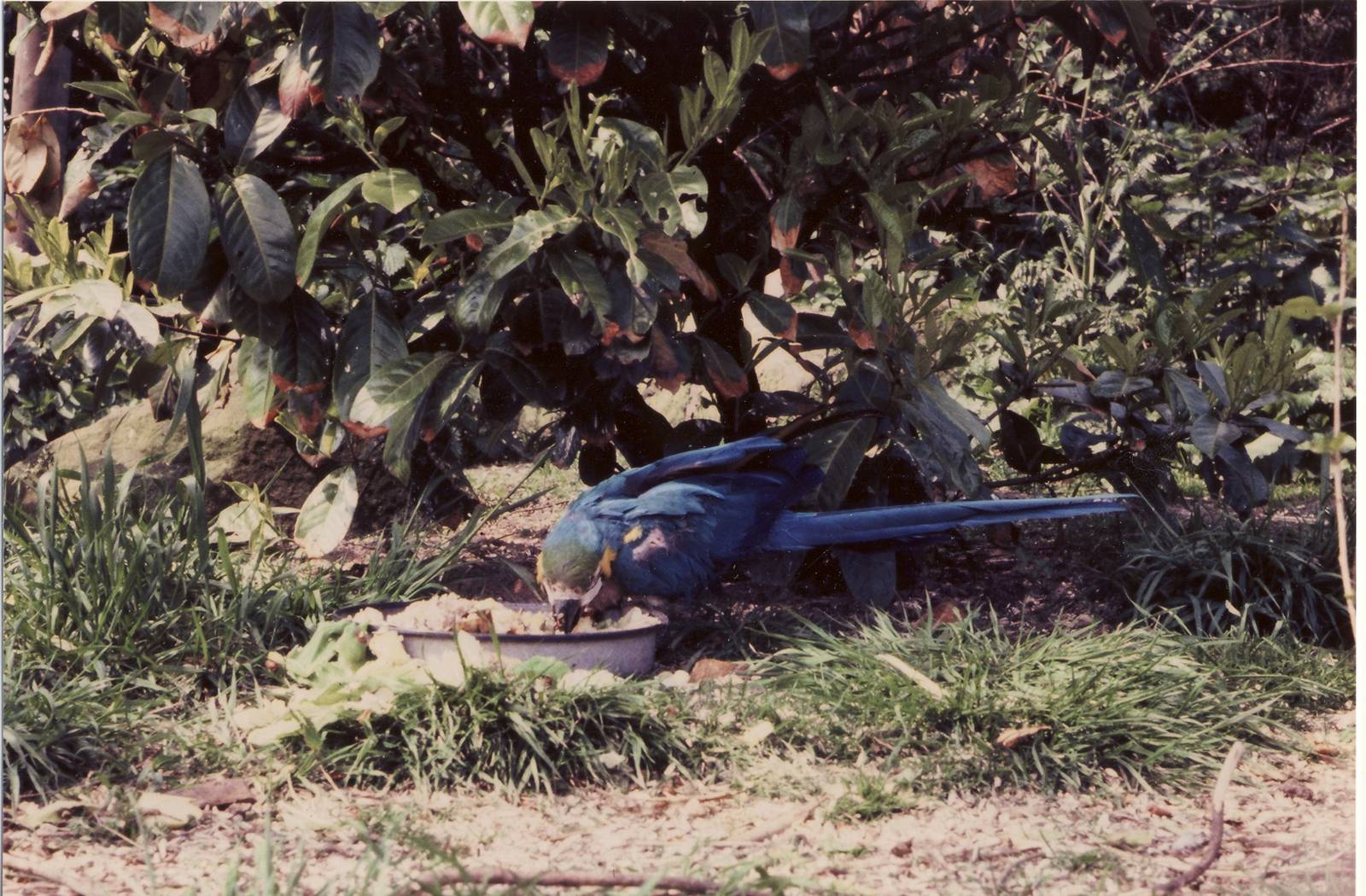 Blue and Yellow Macaw Chester Zoo 4 May 1983