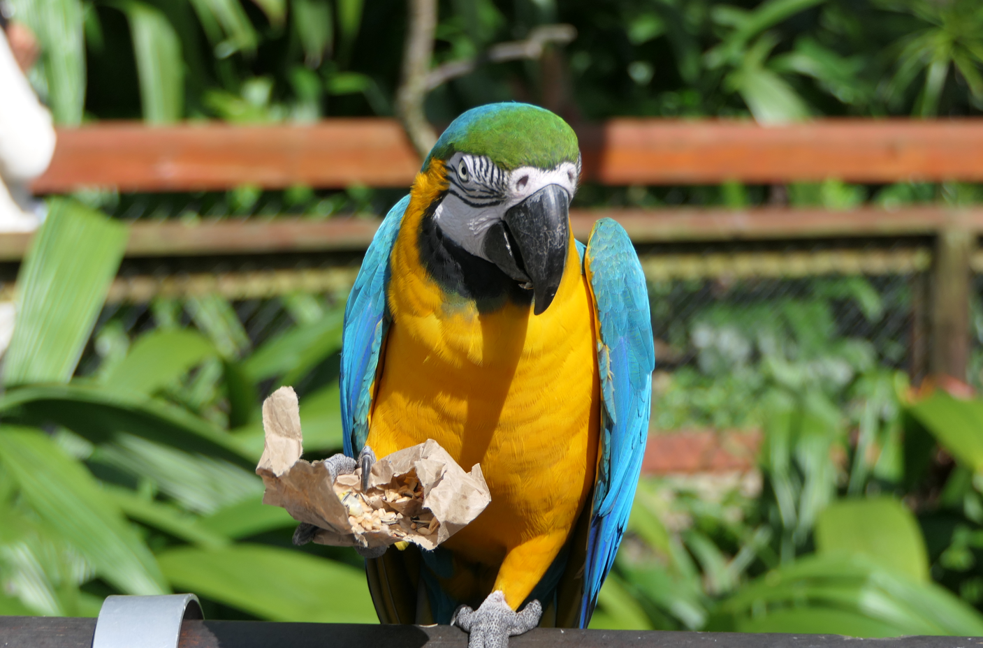 Blue-and-yellow Macaw demonstrating some exemplary tool use