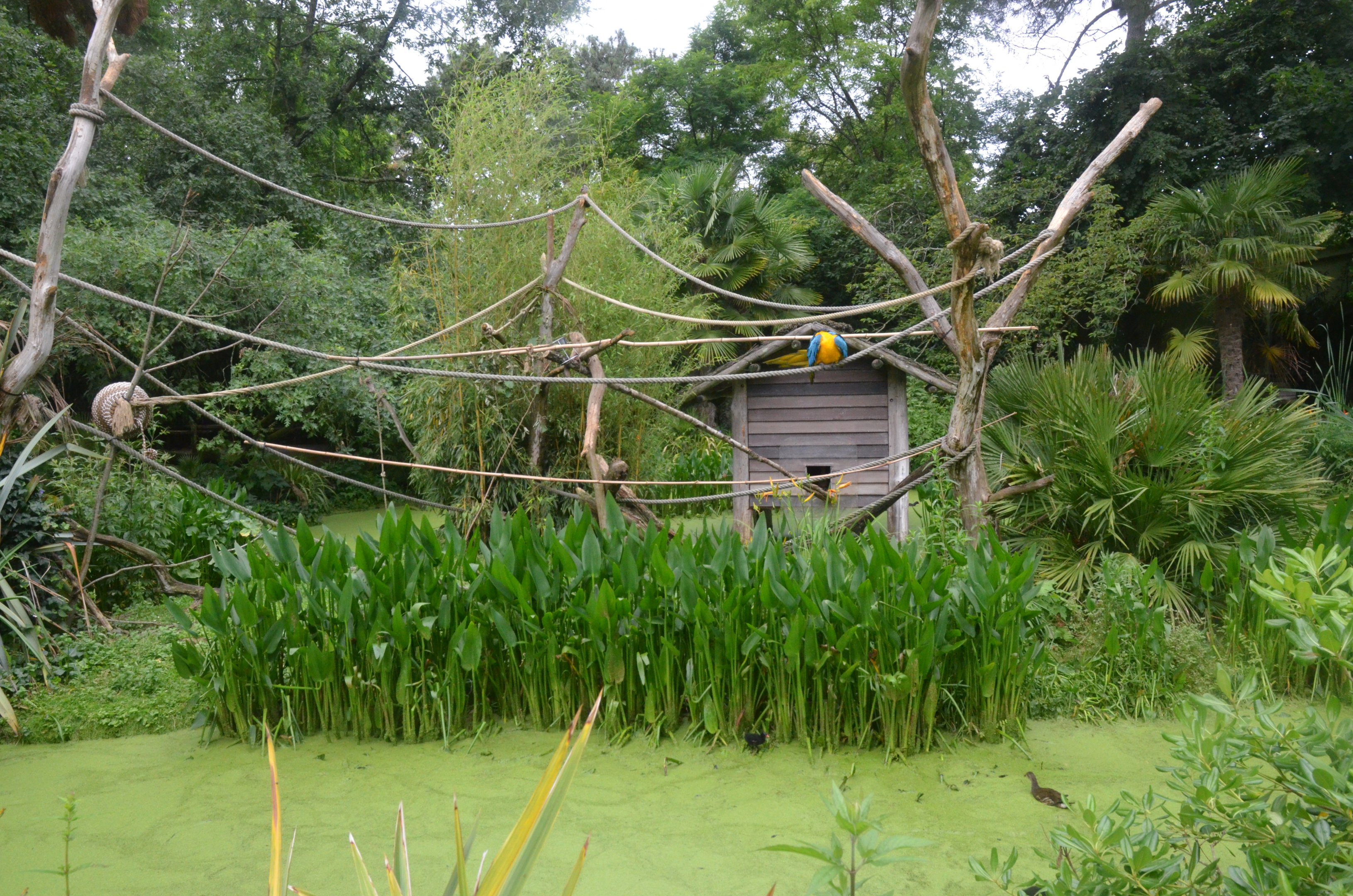 Blue-and-Yellow Macaw Enclosure at La Flèche, 11/06/18