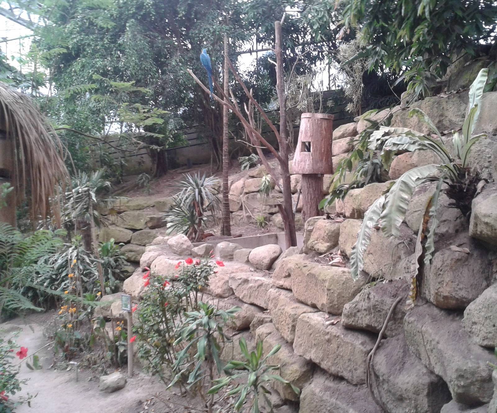 Blue and yellow macaw enclosure