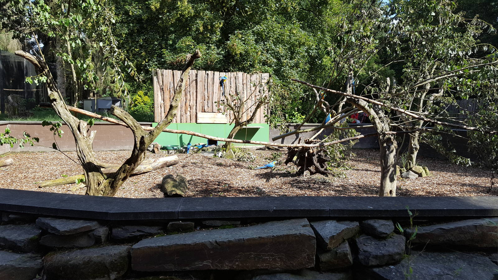 blue and yellow macaw enclosure