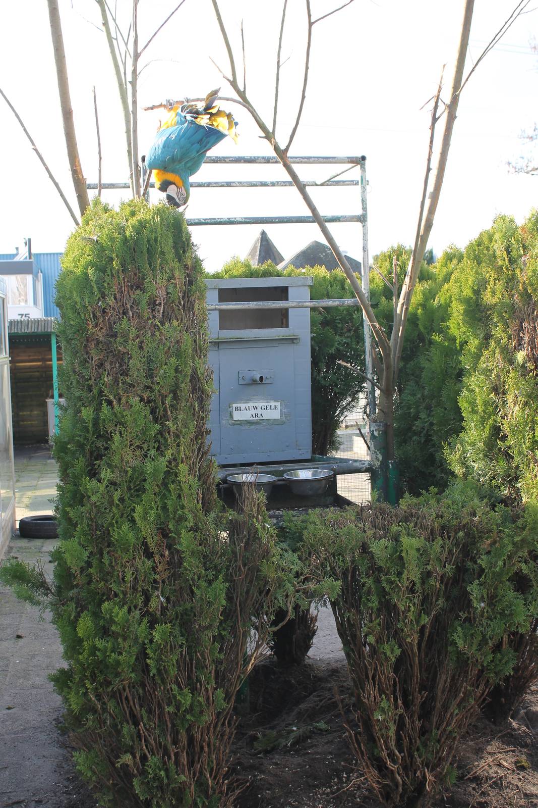 Blue and yellow macaw enclosure
