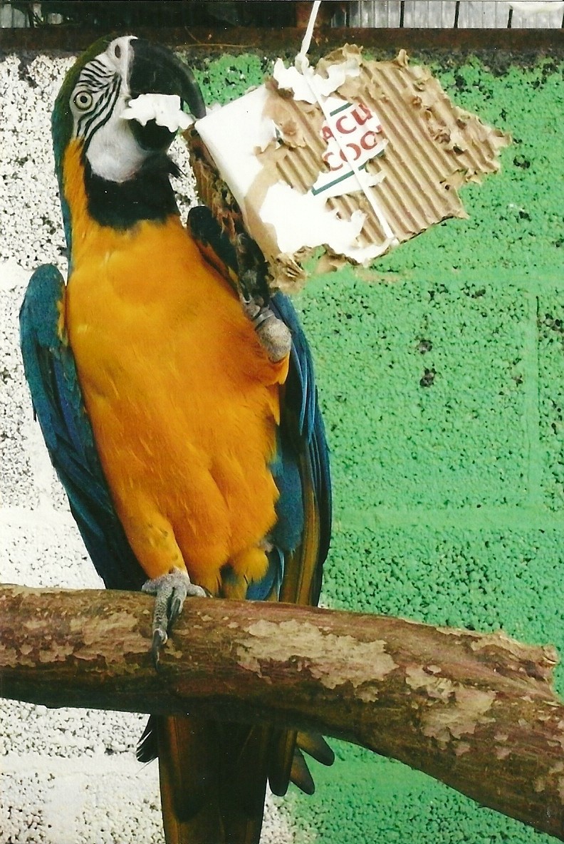 Blue and Yellow Macaw enjoying enrichment, 13th September 2013