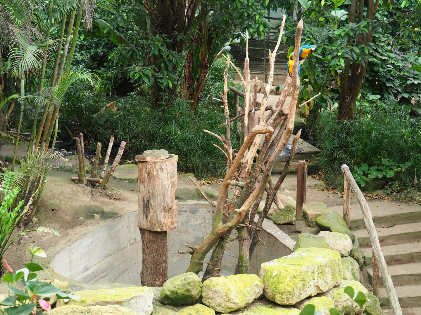 Blue-and-yellow macaw exhibit (Aug 28th, 2018)