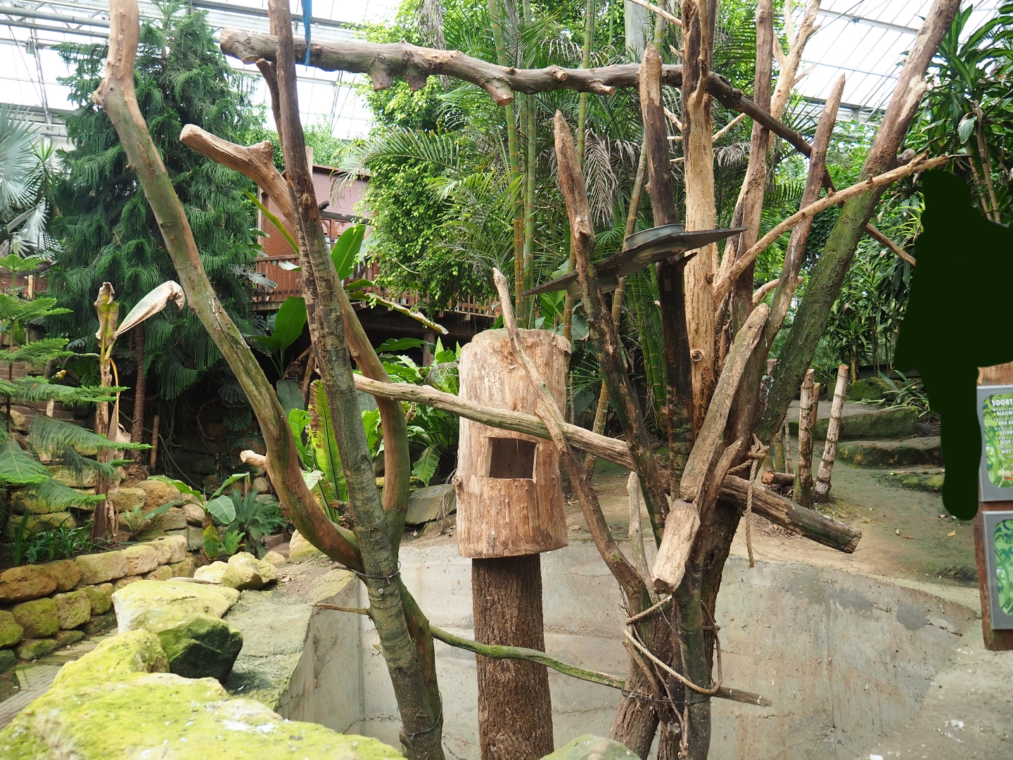 Blue-and-yellow macaw exhibit (Aug 28th, 2018)