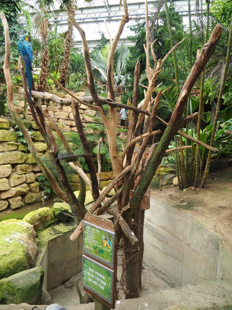 Blue-and-yellow macaw exhibit (Aug 28th, 2018)