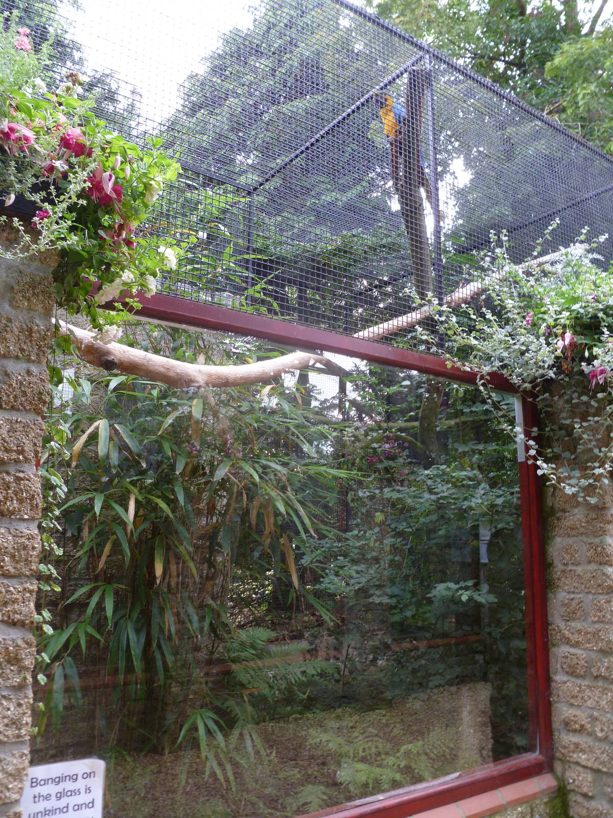 Blue and yellow macaw exhibit
