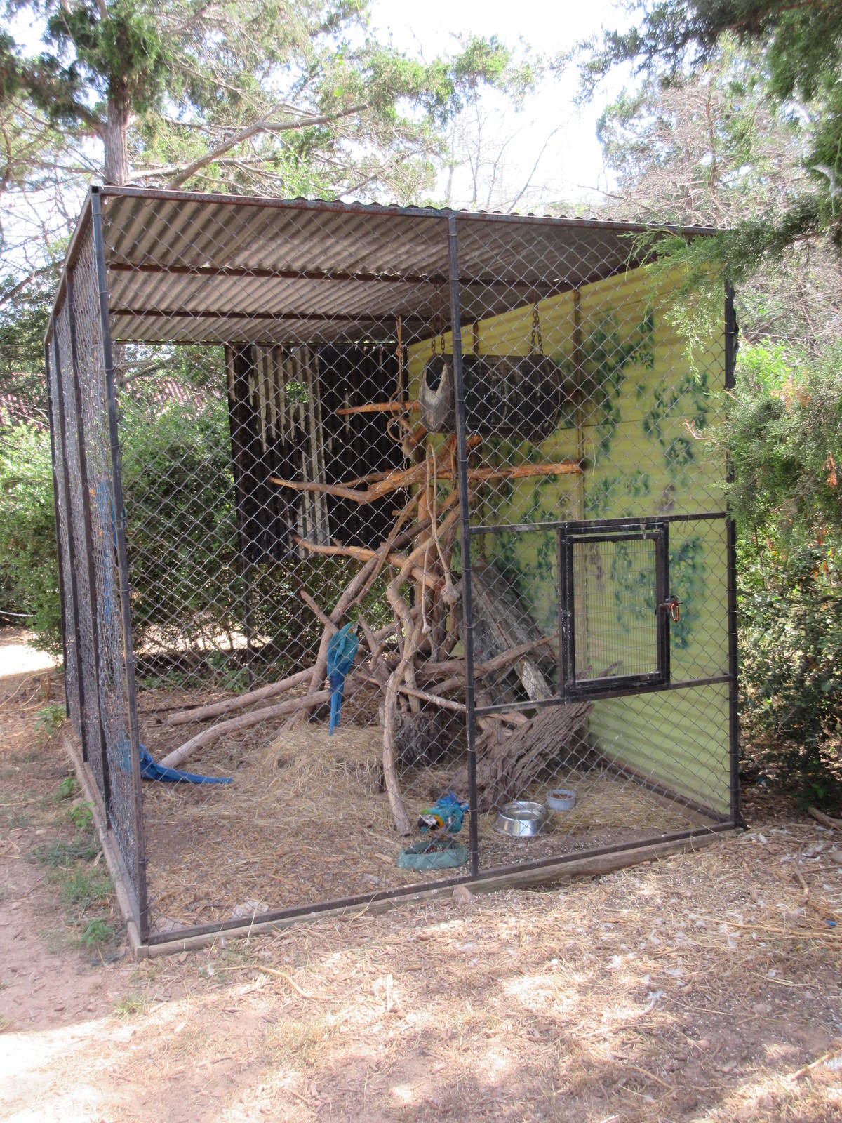 Blue and Yellow Macaw Exhibit