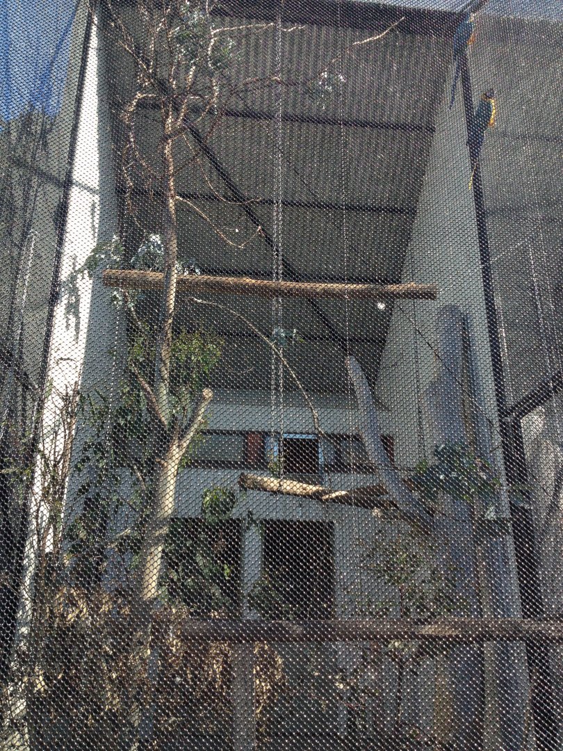 Blue and Yellow Macaw exhibit