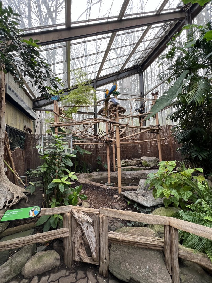 Blue-and-Yellow Macaw Exhibit