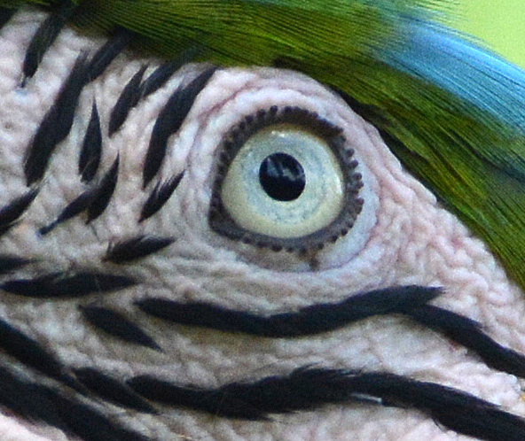 Blue and yellow macaw eye.