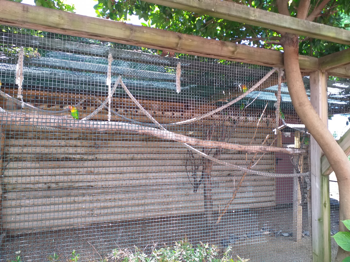 Blue-and-yellow macaw, Fischer's lovebird and Peach-faced lovebird exhibit -Sendaviva (2020)