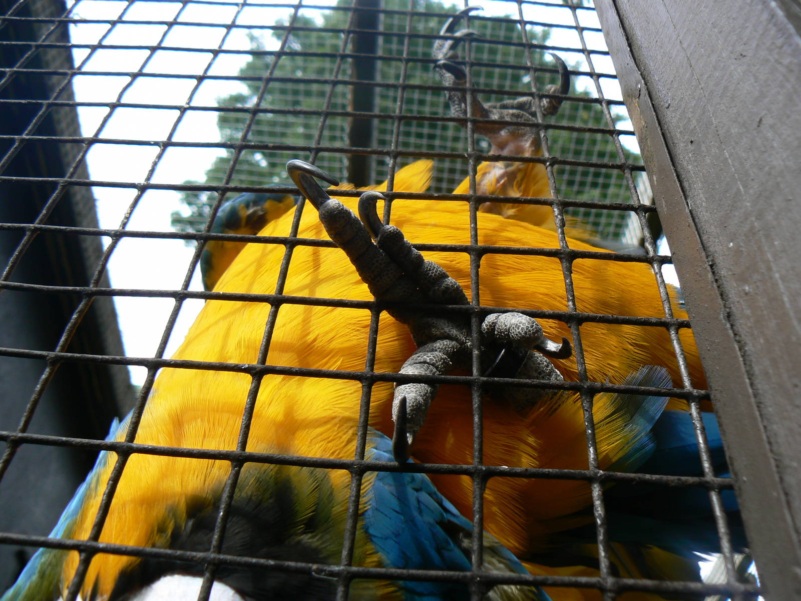 Blue-and-yellow Macaw Foot
