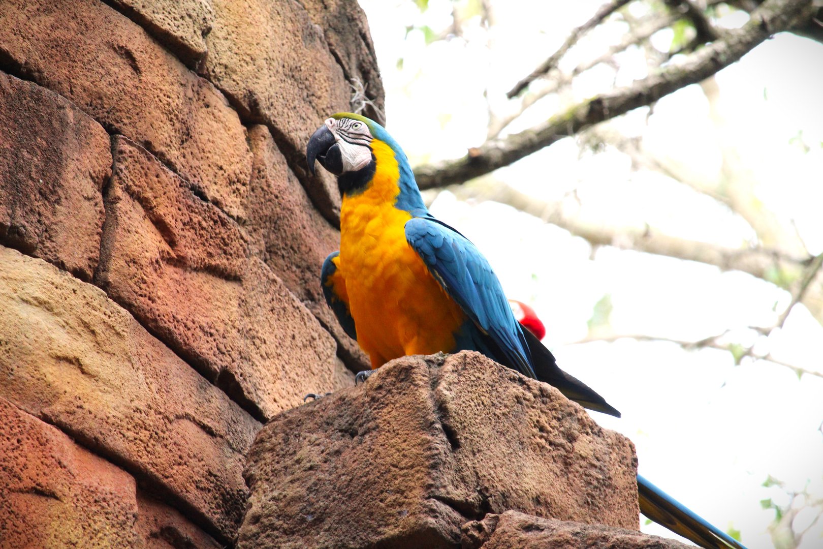 Blue-and-yellow Macaw (Free-roaming)